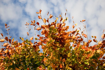 Fototapeta premium Yellow and red tree top leaves on blue sky background