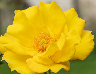 Yellow rose flower close up