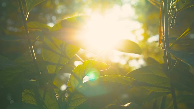 Beautiful natural sun rays though tree and leaves in forest at sunset with sunflares