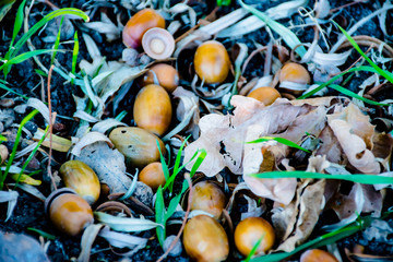 acorns on in the grass