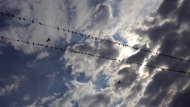 Big flock of swallows birds sit on wires and fly around in a blue sky & clouds 2