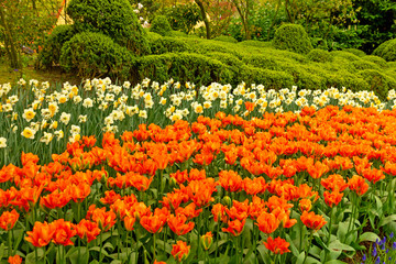 Tulip orange flowers and white narcissus natural landscape, Keukenhof park, Holland, The Netherlands.