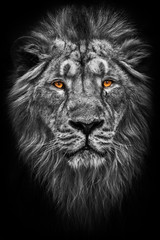 Contrast zwart-wit foto van een manen (haar) krachtige mannelijke leeuw in nacht duisternis met heldere gloeiende oranje ogen, geïsoleerd op een zwarte achtergrond