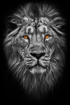 Contrast black and white photo of a maned (, hair) powerful male lion in night darkness with bright glowing orange eyes, isolated on a black background