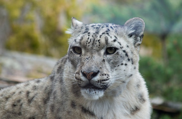 portrait of a snow leopard