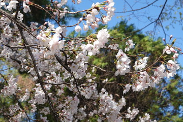 white flowers in spring