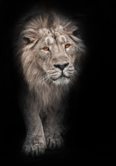 bleached  of a powerful maned male lion protruding from night darkness, black and white photo, a lion with bright orange eyes is isolated on a black background.
