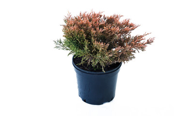 Potted tree on a white background