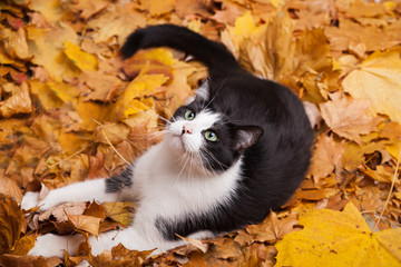 Green eyes black and white fur domestic cat in fallen leaves flat lay. Lucky pet in autumn nature.