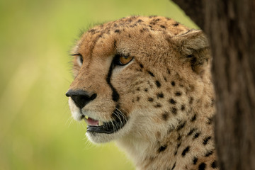 Close-up of male cheetah sitting by tree