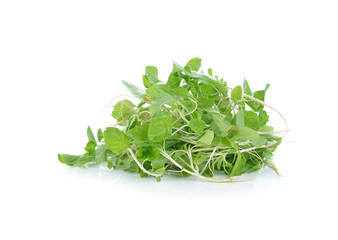 rucola leaves on white background