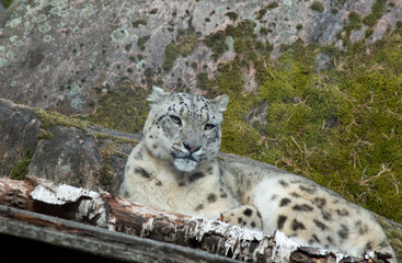 Obraz premium snow leopard in a tree