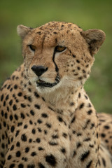 Close-up of male cheetah sitting in grass