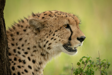 Close-up of male cheetah sitting by trunk