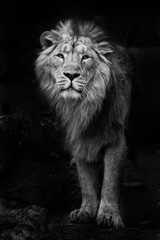 Black and white minimalistic noir photo of a man with  powerful male lion in night darkness,...