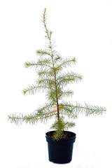 Potted tree on a white background