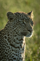 Close-up of male leopard head and shoulders