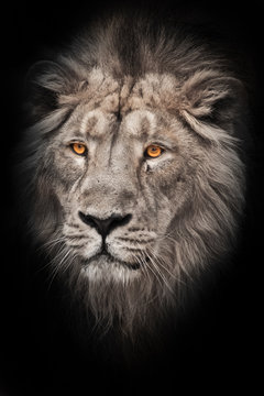bleached photo of a maned (grv), hair of a powerful male lion in night darkness with bright yellow eyes, isolated on a black background