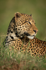 Close-up of male leopard turning head back