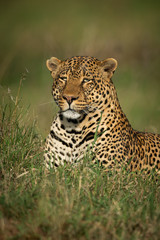 Close-up of male leopard lying in grass