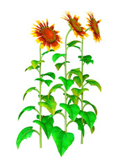 3D Rendering Sunflowers on White