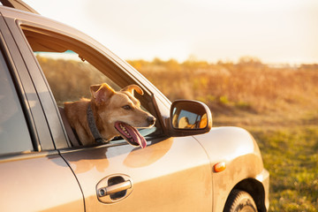 Happy ginger red mix breed dog smiling with his tongue hanging out, looking out of family car...