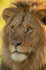 Close-up of male lion face turned left