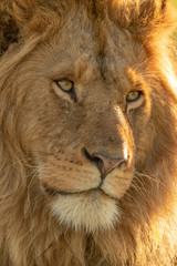 Close-up of male lion face turned right