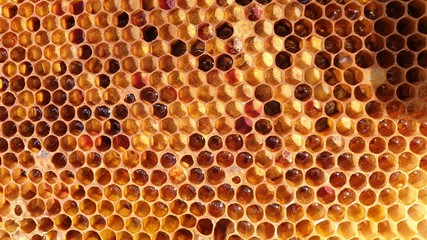 Pollenwabe