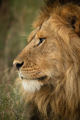 Obraz premium Close-up of male lion head turning left