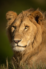 Close-up of male lion in long grass