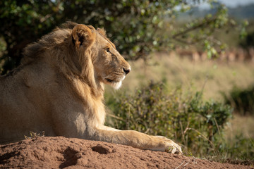 Close-up of male lion lying in profile