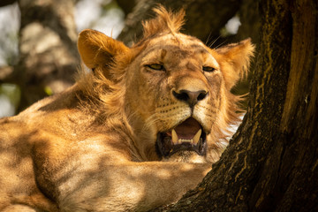 Close-up of male lion lying on branch