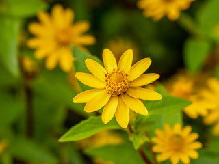 Small yellow creeping zinnia flowers, sanvitalia speciose