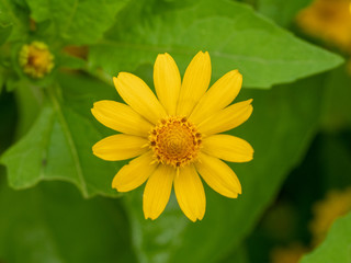 Small yellow creeping zinnia flowers, sanvitalia speciose