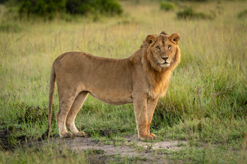 Close-up of male lion standing facing camera