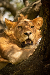 Close-up of male lion staring from branch