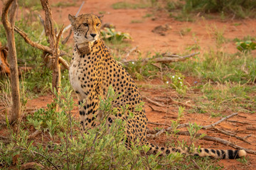 Fototapeta na wymiar Cheetah (Acinonyx jubatus) portrait with collar, side view, Madikwe Game Reserve, South Africa.
