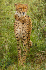 Cheetah (Acinonyx jubatus) portrait with collar, head on view, Madikwe Game Reserve, South Africa.