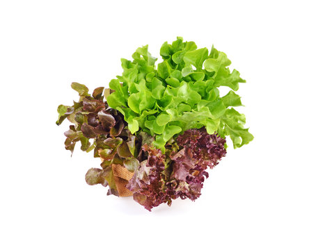 Fresh lettuce leafs isolated on white background