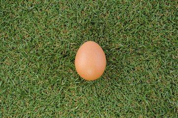 eggs on the lawn