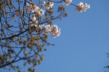 cherry tree blossom