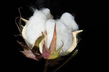 Cotton Bud on Black Background