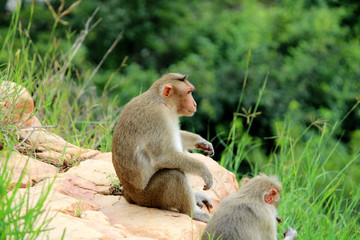 Bonnet Macaque Monkeys Enjoying a Moment of Rest