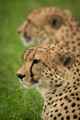 Close-up of two cheetah brothers sitting side-by-side