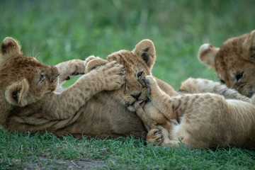 Close-up of three lion cubs play fighting
