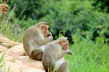 Bonnet Macaque Monkeys Enjoying a Moment of Rest