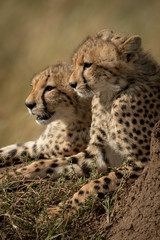 Close-up of two cheetah cubs lying together
