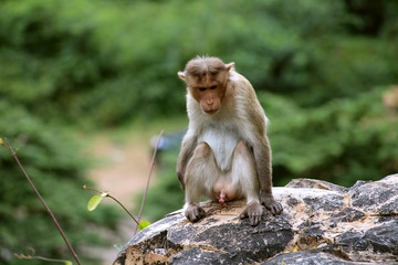 Bonnet Macaque Monkey Enjoying a Moment of Rest