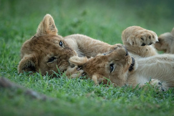 Fototapeta na wymiar Close-up of two lion cubs lying in grass